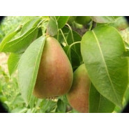 Fragrance Poire sucrée