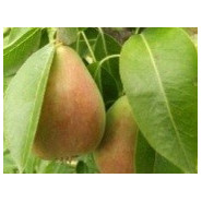 Fragrance Poire sucrée