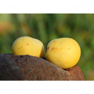 Huile de Marula