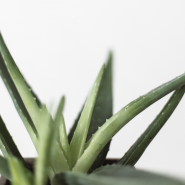 Fragrance Aloe (Grasse) Sans allergène