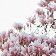 Fragrance Magnolia (Grasse) sans allergène
