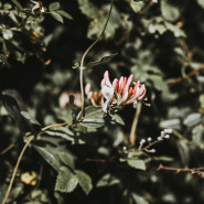 Fragrance Chèvrefeuille du Japon