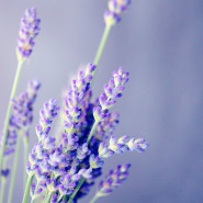 Fragrance Lavande