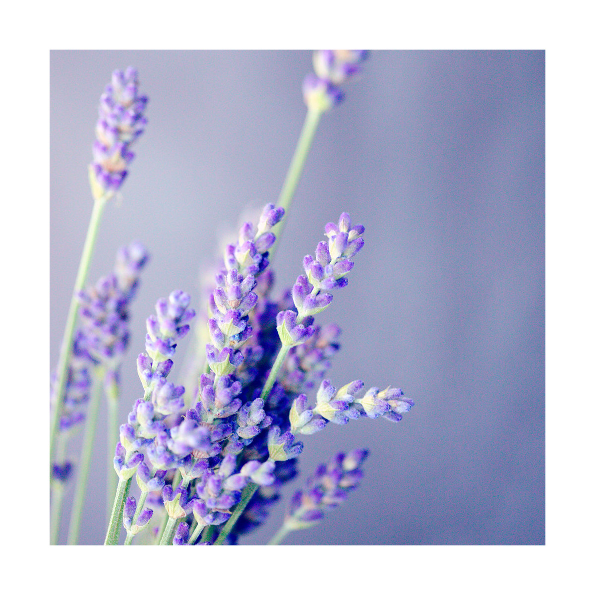 Fragrance Lavande