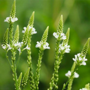 Fragrance Citronnelle et Verveine citronnée
