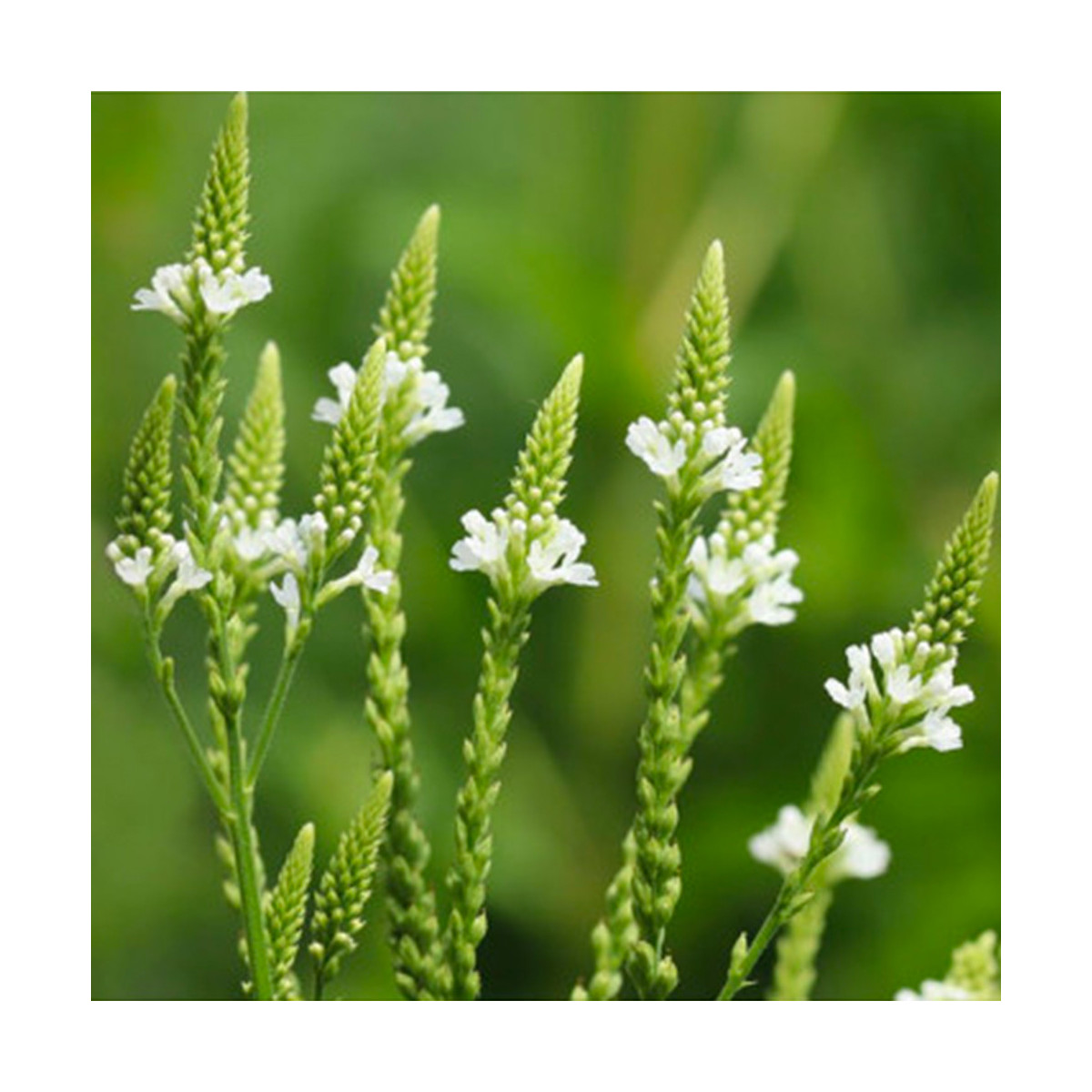 Fragrance Citronnelle et Verveine citronnée