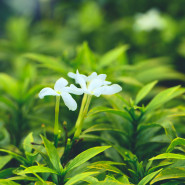 Fragrance Jasmin des îles