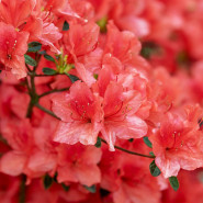 Fragrance Azalée Sans allergène
