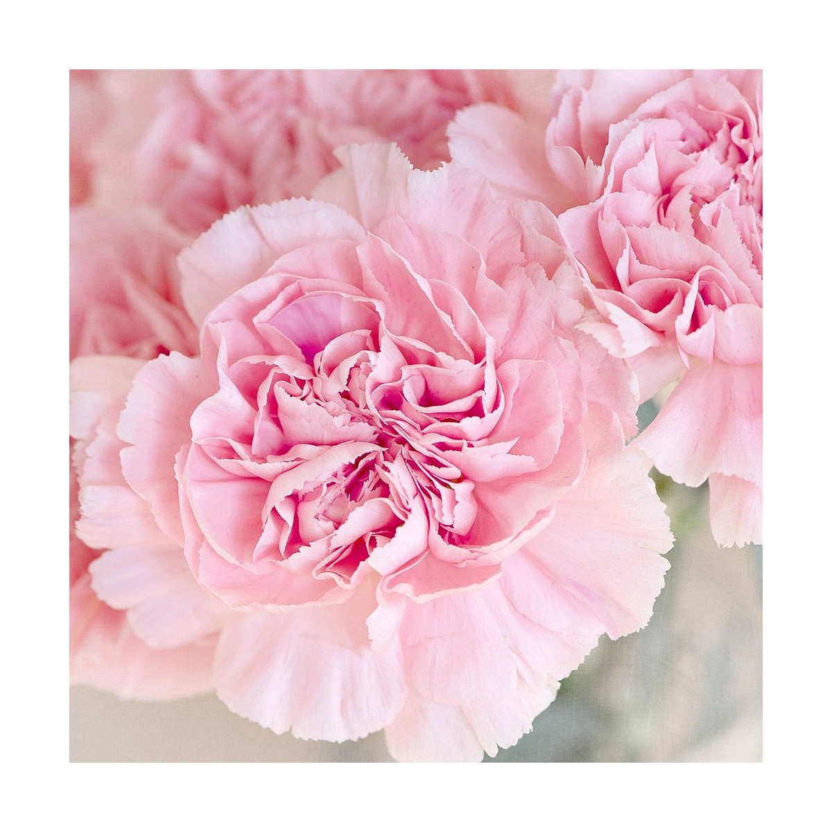 Fragrance Rose (Grasse) Sans allergène