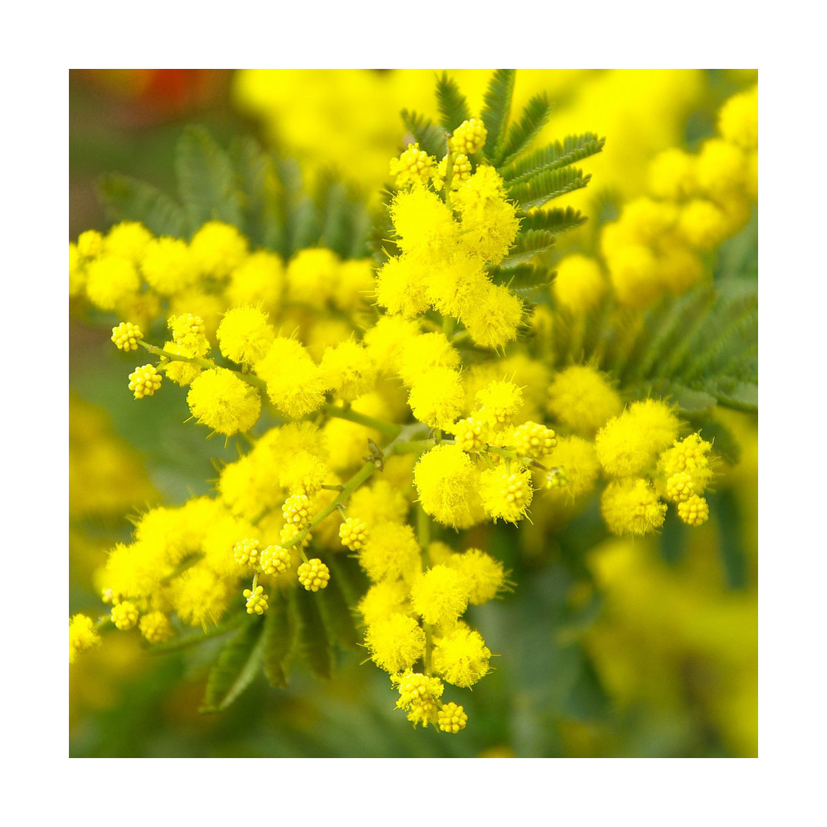 Fragrance Mimosa