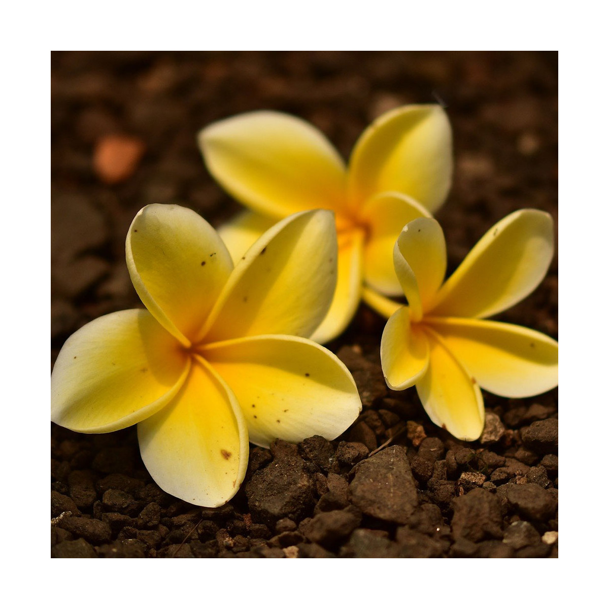 fleur de tiaré jaune