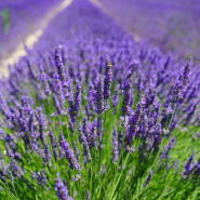 Fragrance Brin de lavande - Sans allergène