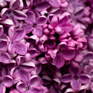 Fragrance Lilas sans allergène