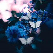Fragrance Enchantement - Sans allergène