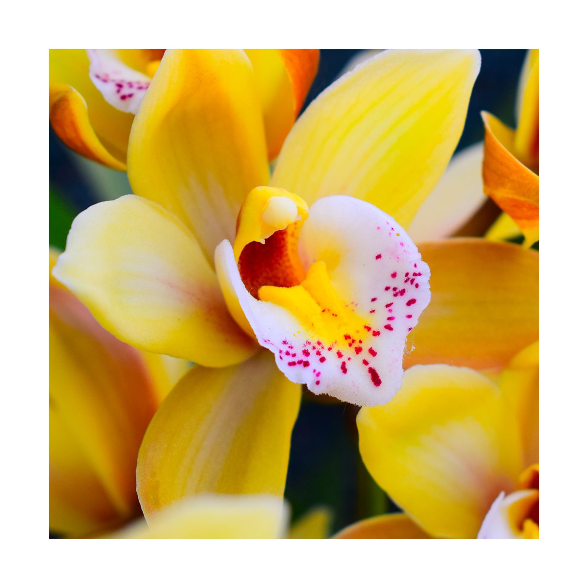 Fragrance Secret d'orchidée
