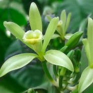 Fragrance Vanille non colorante