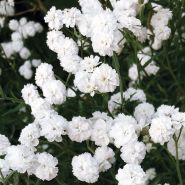 Fragrance Naturelle Fleur blanche