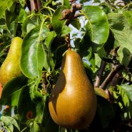 Fragrance Naturelle Poire Normande