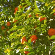 Fragrance Naturelle Feuilles d'oranger