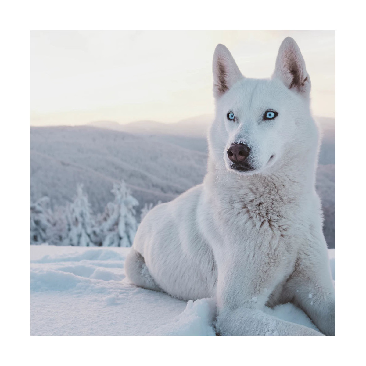 Fragrance La nuit du loup