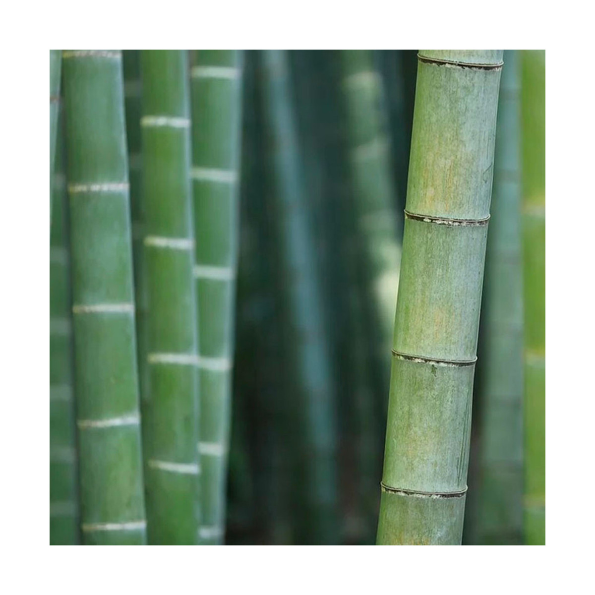 Fragrance Bambou Thé vert