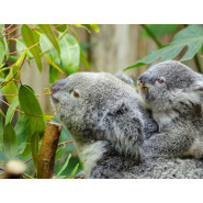 Fragrance Eucalyptus (Grasse) Sans allergène