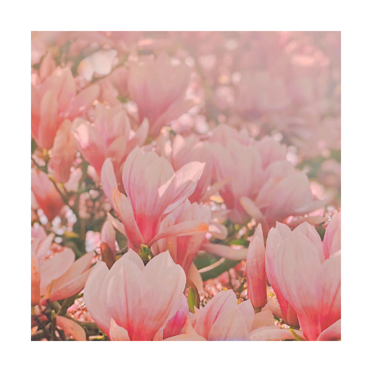 Fragrance Magnolia