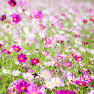Fragrance Fleur des champs (Grasse) Sans allergène