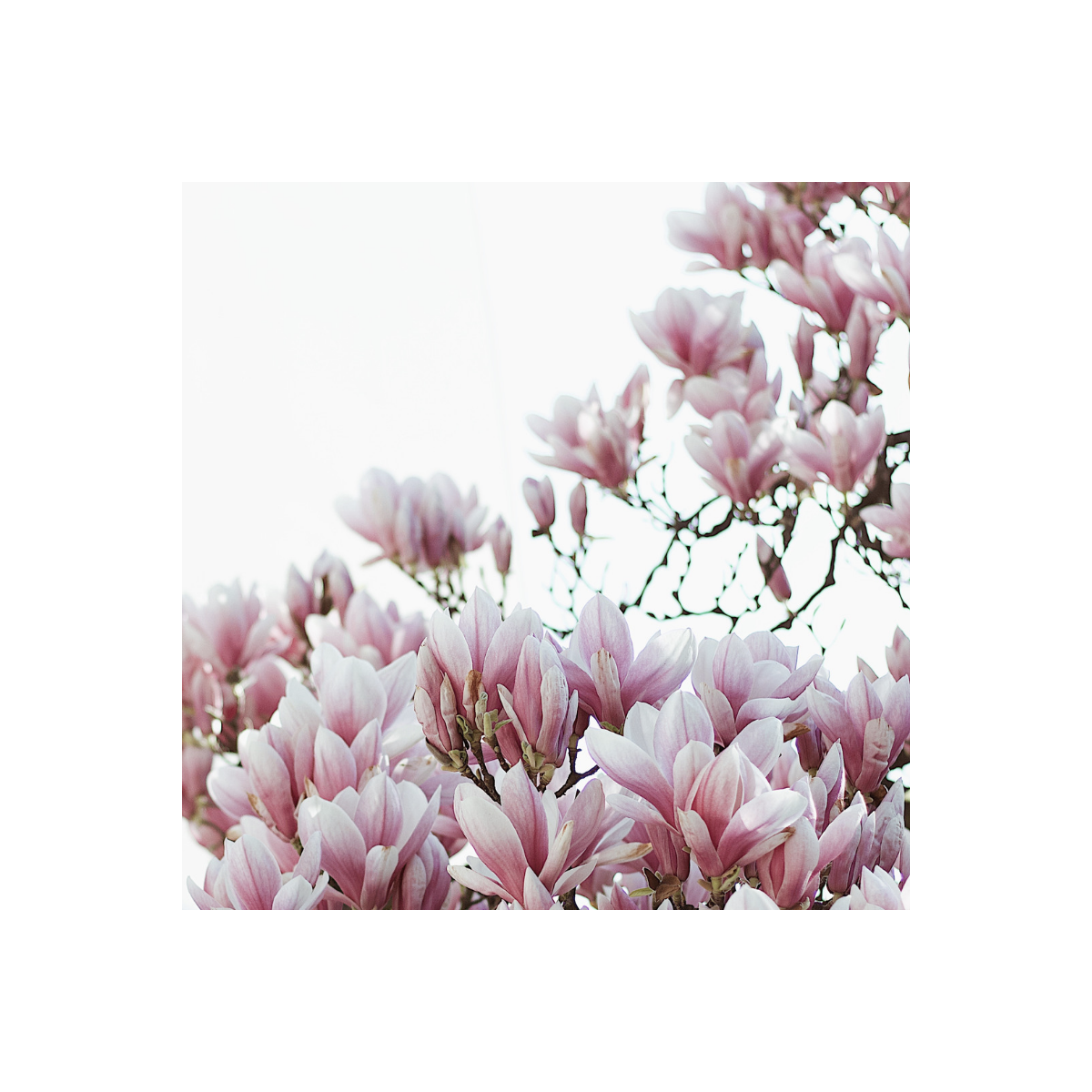 Fragrance Magnolia (Grasse) sans allergène
