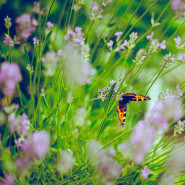 Fragrance Fraîche envolée