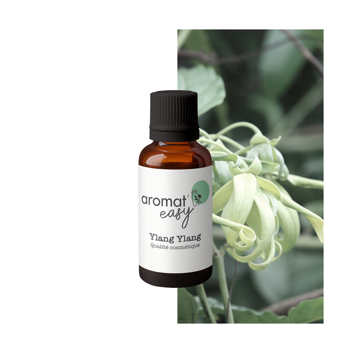 Fragrance Ylang Ylang