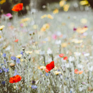 Fragrance Coquelicot sauvage